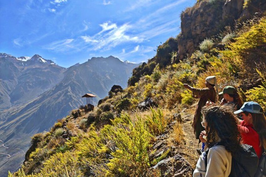 Colca Canyon One Day Tour Hike Condor Viewpoint Inca Trail 2