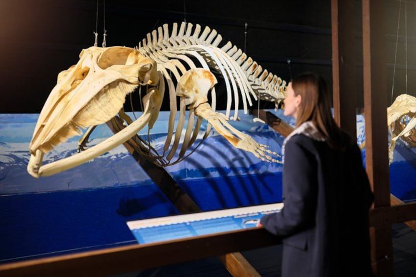A person examining a large skeleton exhibit in a museum. 2