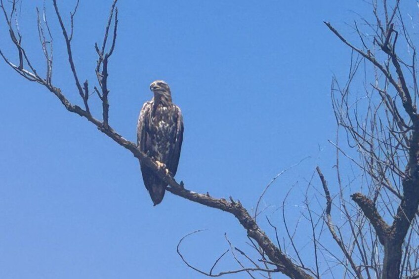 A bird perched on a branch against a clear blue sky. 5
