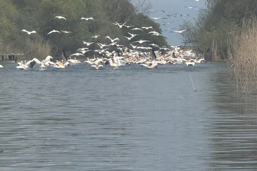 A flock of birds flying over a body of water with trees in the background. 4
