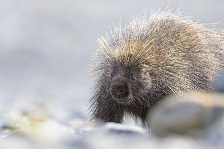 A porcupine with quills, surrounded by rocks and snow. 1