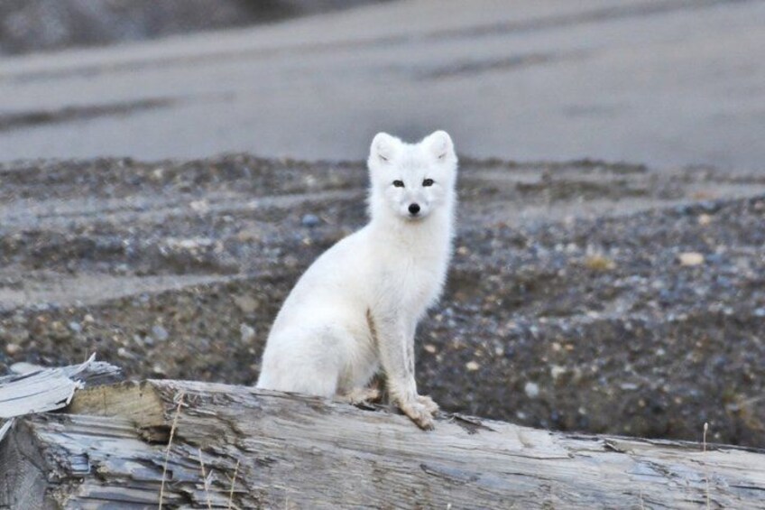 A white fox sitting on a log. 3
