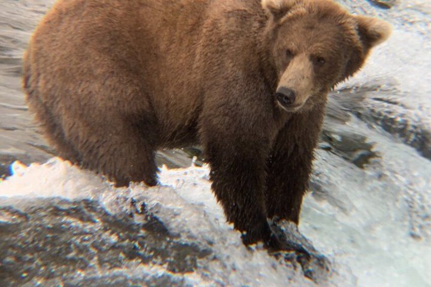 A bear standing on a rocky surface near water. 2