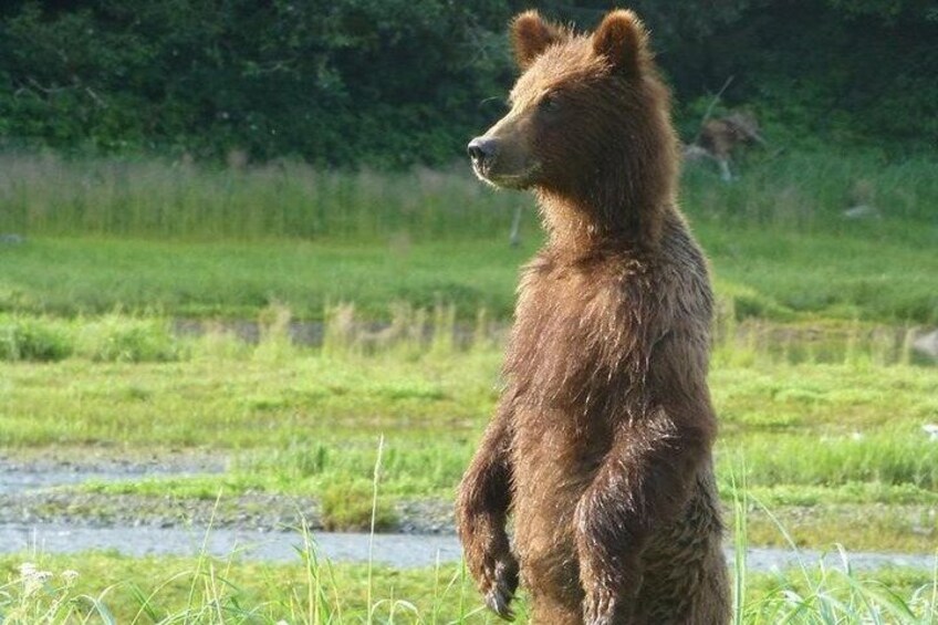 A bear standing in a grassy field with a river in the background. 4
