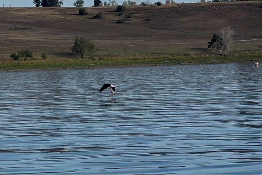 A bird flying over a body of water with a hilly landscape in the background. 1