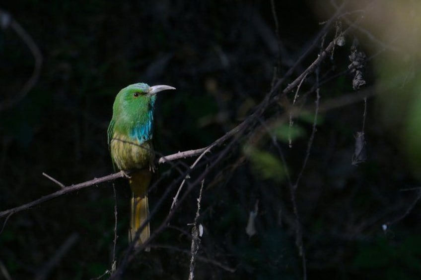 A bird perched on a branch. 2