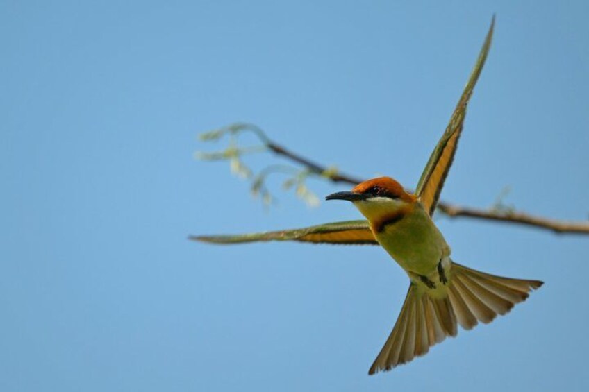 A bird in flight with outstretched wings against a clear blue sky. 4