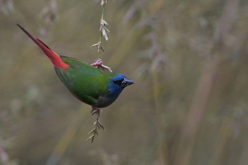 A bird perched on a plant. 5