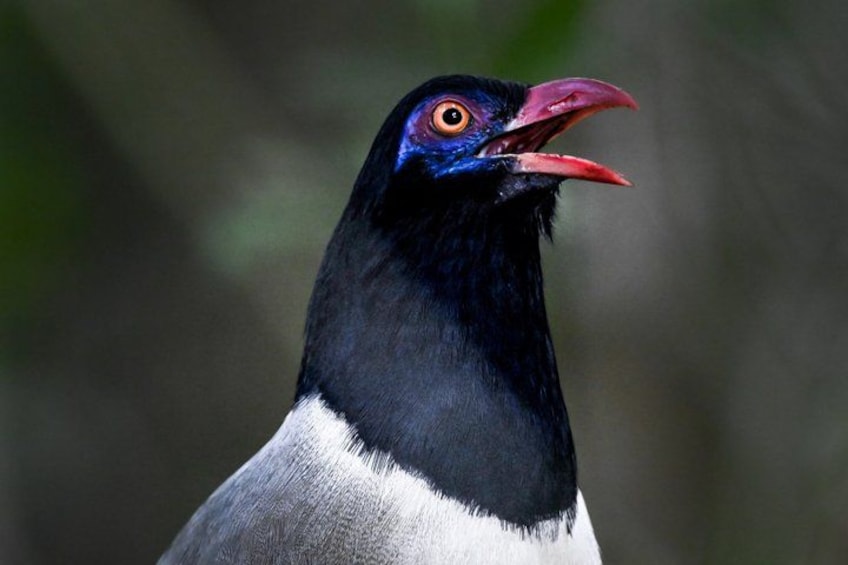 A bird with a black head, white neck, and a red beak. 1