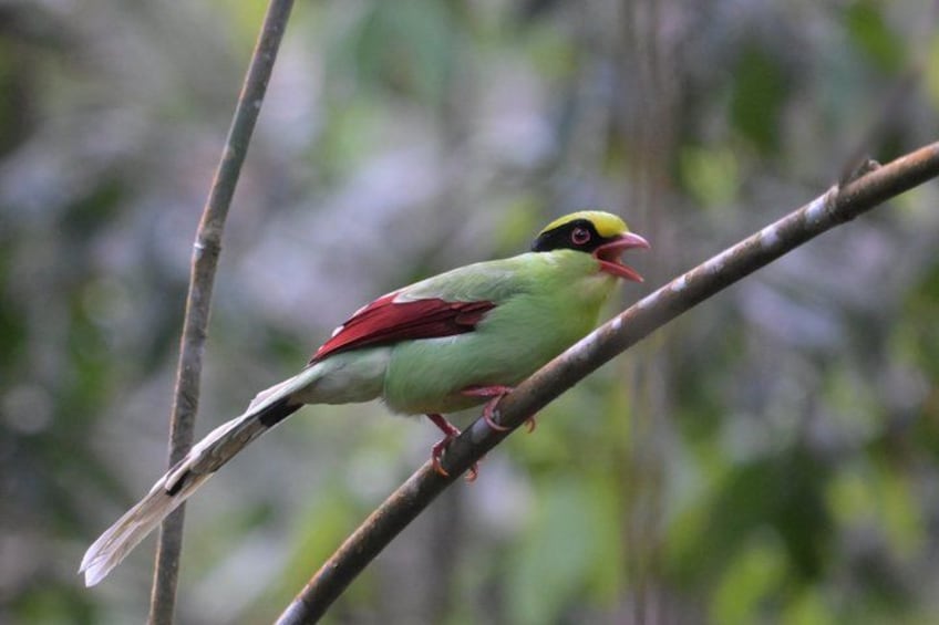 A bird perched on a branch. 3