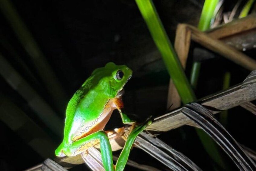 A green frog on a plant. 3