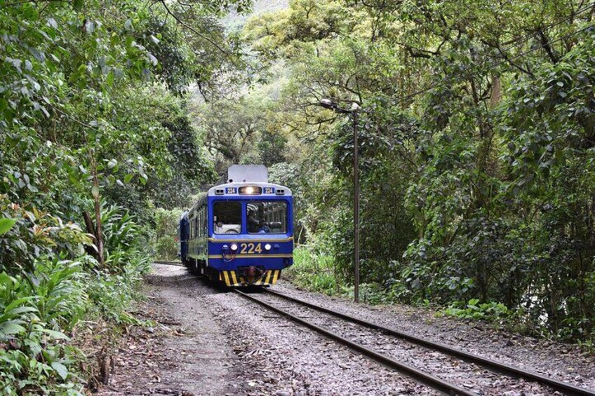 A blue train on a narrow track surrounded by dense greenery. 3
