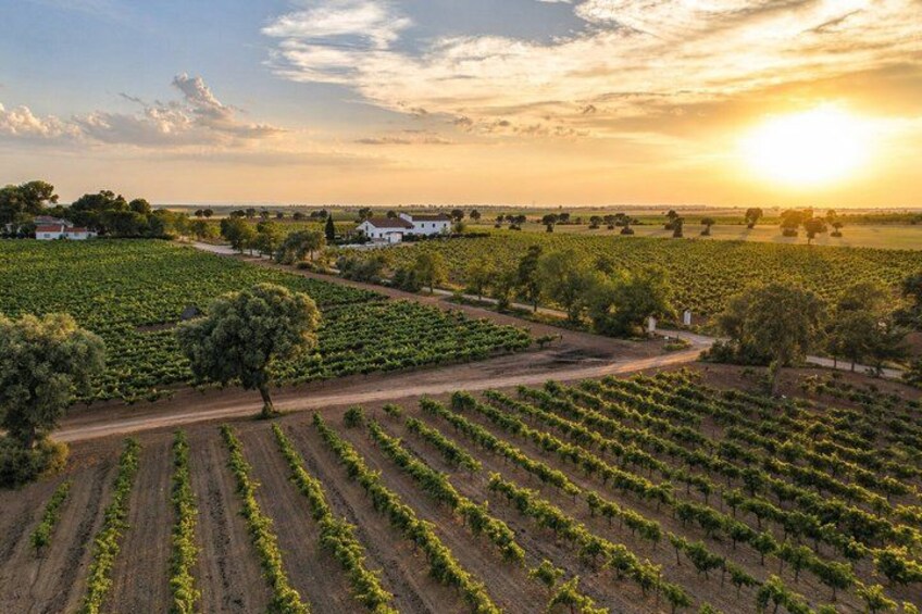 A vineyard with rows of grapevines, a dirt path, and a white building in the distance. 5