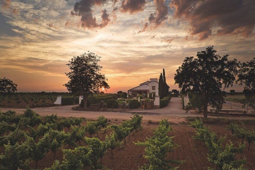 A vineyard with rows of grapevines, a white building, and a large tree in the foreground. 4