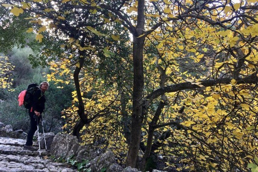 A hiker with a backpack on a rocky path surrounded by trees with yellow leaves. 4