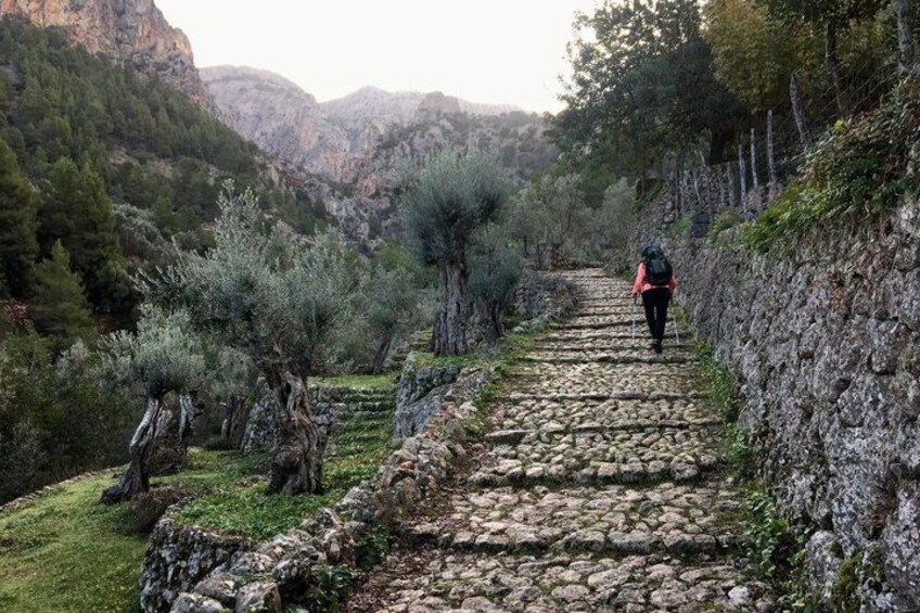A hiker on a stone path surrounded by olive trees and rocky terrain. 5