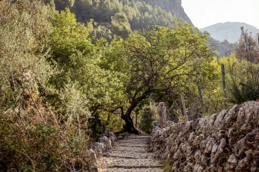 A stone pathway leading through a forested area with a prominent tree in the center. 2