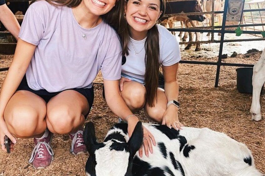 Two people petting a cow in a pen with other cows in the background. 5