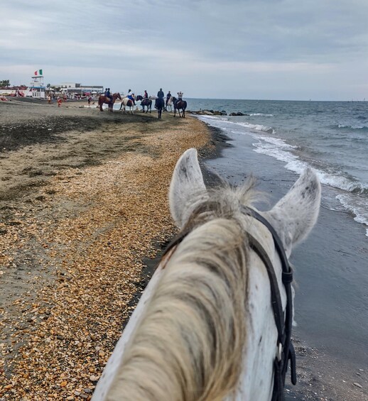 La tête d’un cheval et une plage de galets, avec des personnes en arrière-plan. 5