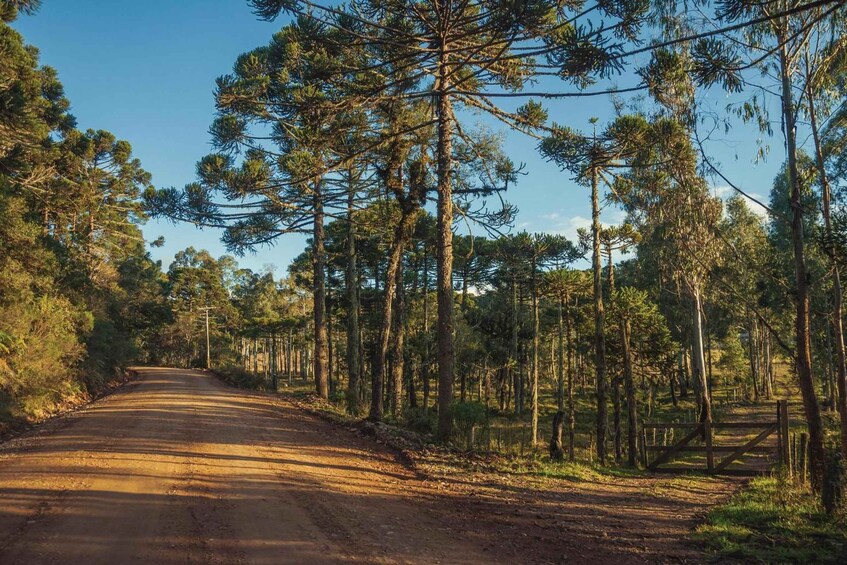 Un chemin de terre bordé de grands pins, sous un ciel bleu dégagé. 2