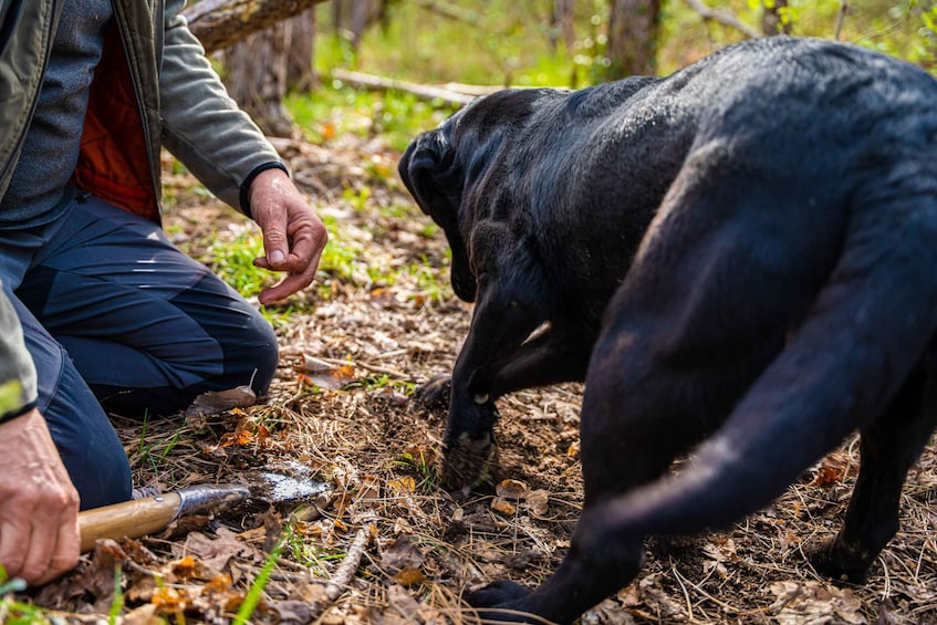 A person with a dog in a wooded area. 1