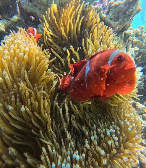 Un pez rojo con rayas azules entre anemonas marinas amarillas. 2