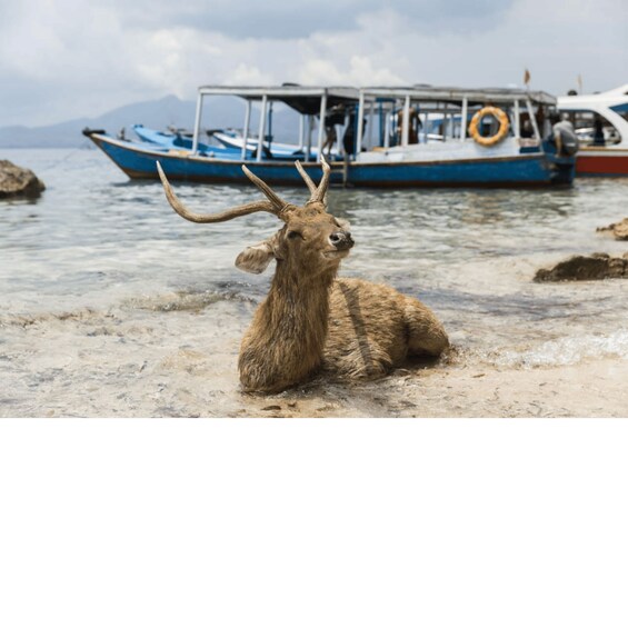Un ciervo de grandes astas sentado en una playa arenosa, con un bote al fondo. 3