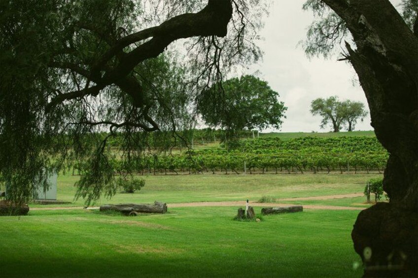 A vineyard with rows of grapevines, a grassy field, and large trees. 5