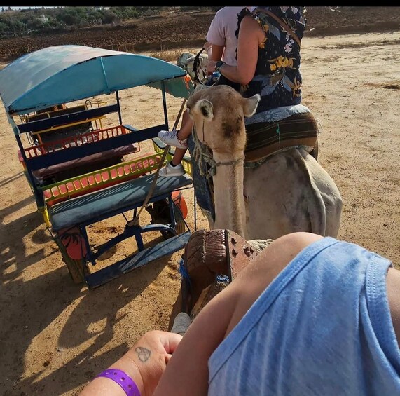 Un chameau avec un cavalier et une structure en forme de tente bleue. 3