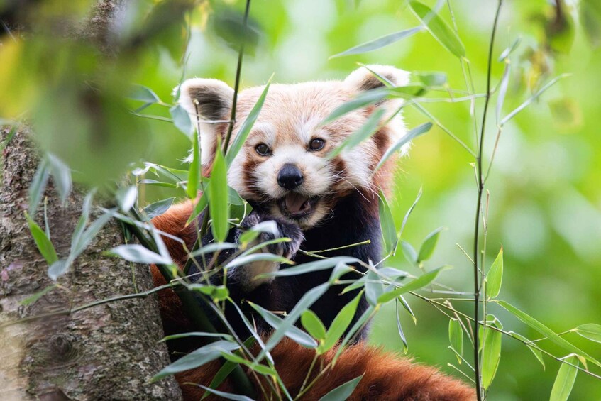 A red panda in a natural setting with green foliage. 1