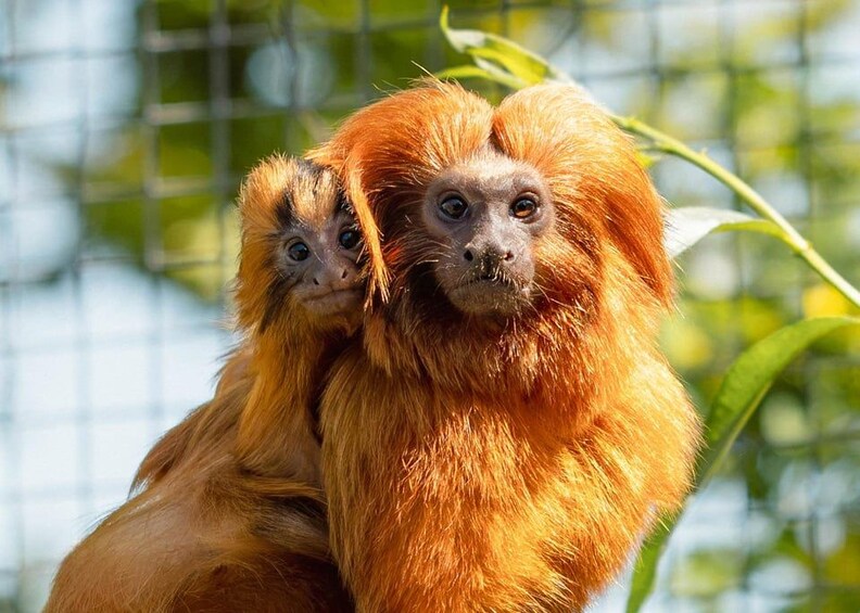 Two orangutans with reddish-brown fur, one with a lighter shade, in a naturalistic enclosure with greenery in the background. 2