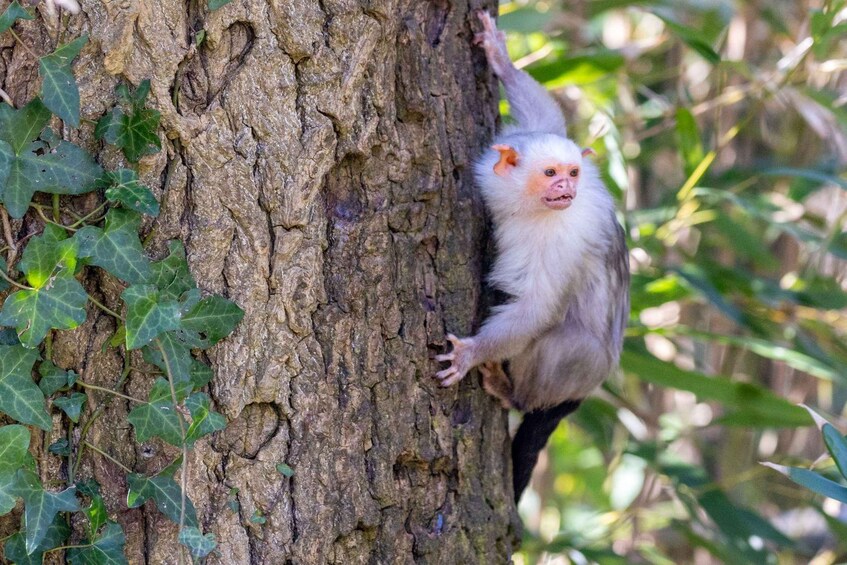 A white-furred monkey clinging to a tree trunk surrounded by green foliage. 3