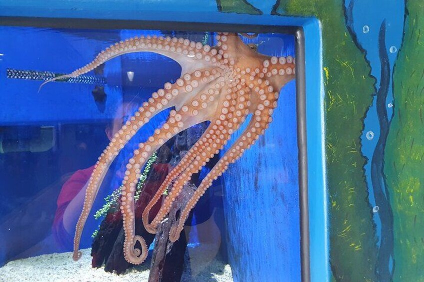 An octopus in an aquarium tank. 5
