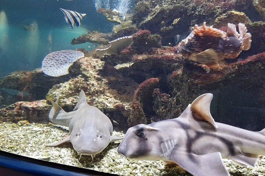 An aquarium with various marine life including a shark, a stingray, and a clownfish. 3
