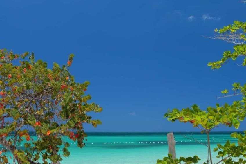 A clear blue sky, turquoise sea, and green foliage. 3