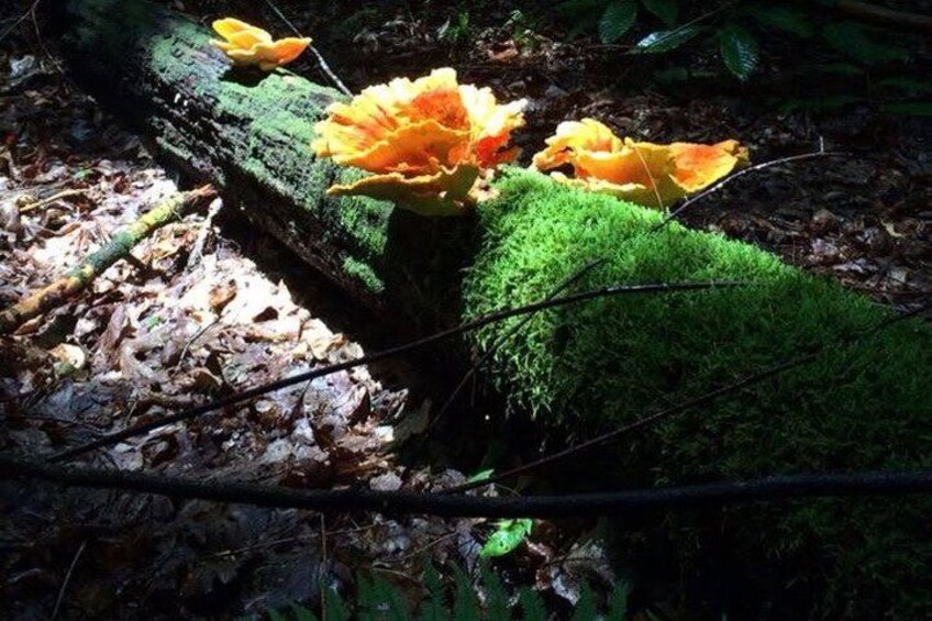 A moss-covered log with orange mushrooms growing on it in a forest. 3