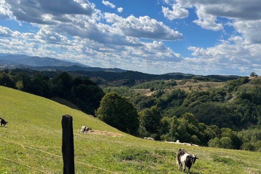 A grassy hillside with a wooden post, a cow in the foreground, and a landscape of rolling hills and trees under a partly cloudy sky. 3