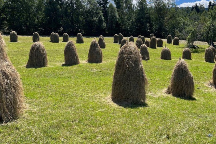 A field of hay bales. 1