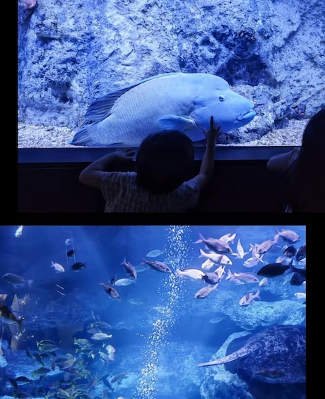 Picture 1 for Activity Tokyo: Sumida Aquarium Ticket & Digital Marine Guide 5