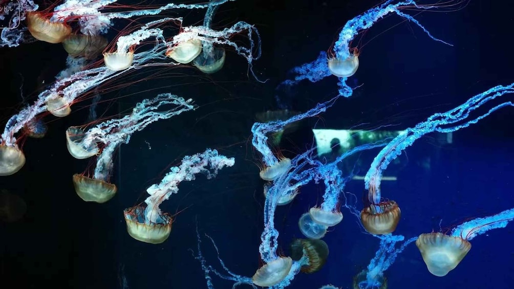 Picture 2 for Activity Tokyo: Sumida Aquarium Ticket & Digital Marine Guide 3