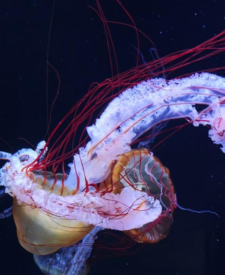 Tokyo: Sumida Aquarium Ticket & Digital Marine Guide 1