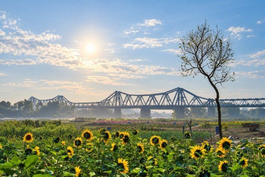 A bridge, sunflowers, and a clear sky. 3
