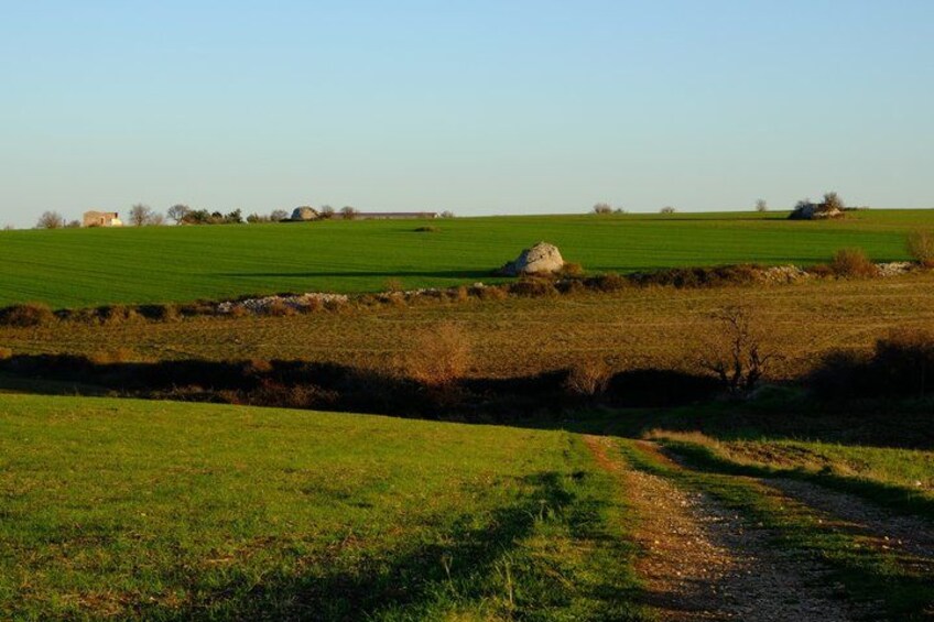 A rural landscape with a dirt path, green fields, and scattered trees. 5