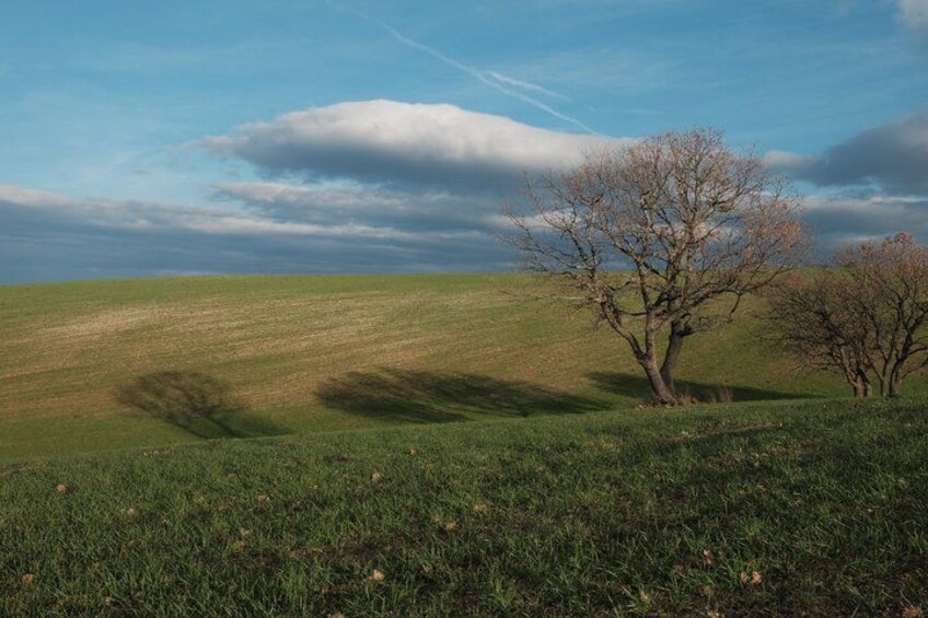 A grassy field with a few leafless trees and a clear sky. 2
