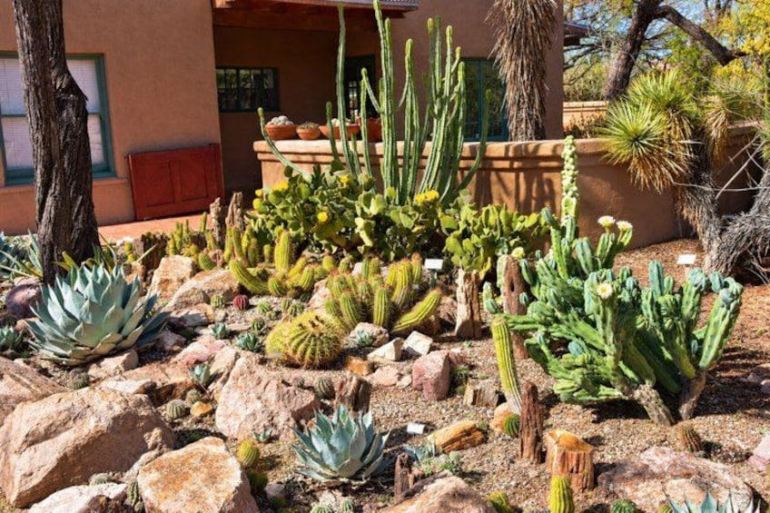 A desert garden with various cacti and succulents, a building in the background, and a clear sky. 2