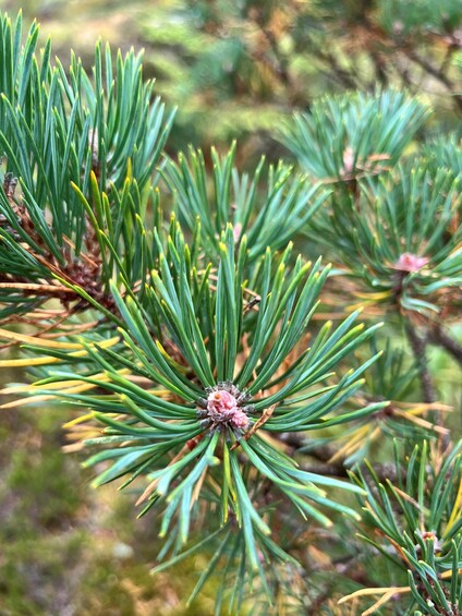A close-up of pine needles with a central pine cone. 3