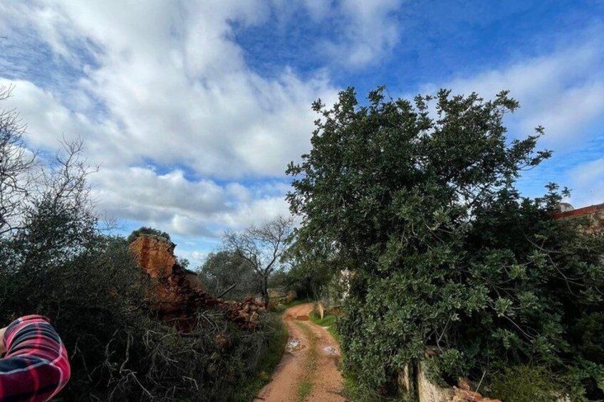 A dirt path leading through a wooded area with trees and a rocky outcrop. 5