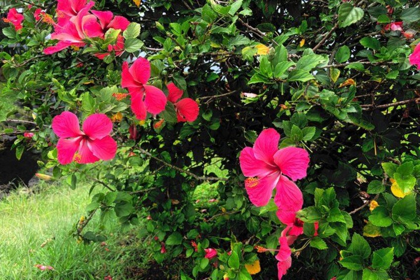 Pink hibiscus flowers in full bloom, surrounded by green foliage. 3