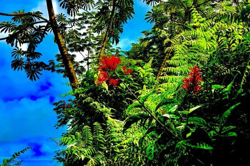 A dense tropical forest with red flowers and green foliage. 5