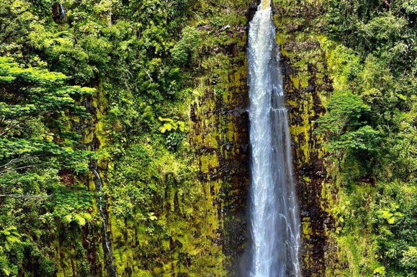 A waterfall surrounded by dense green foliage. 4